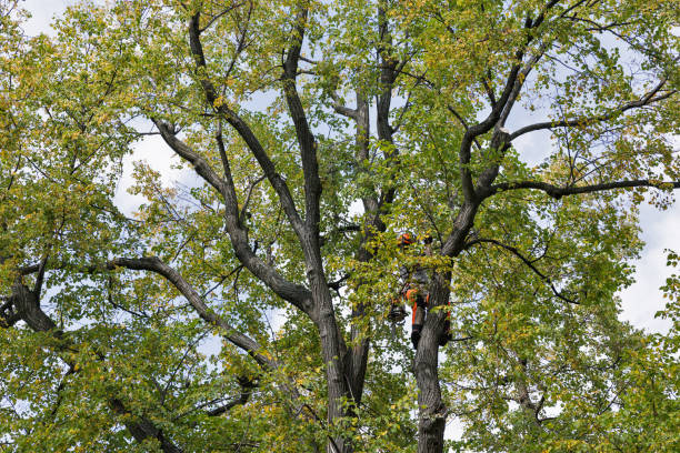 Best Tree Risk Assessment  in USA